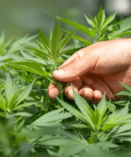 Top Rosin Products in Alberta: Explore Premium Concentrates at In N Out Cannabis